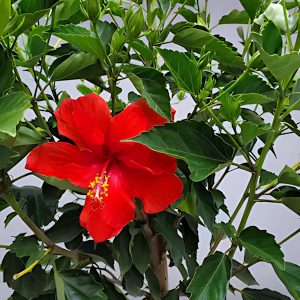 HIBISCUS ROSA-SINENSIS HD MAITY