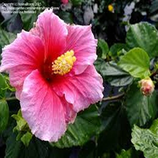 HIBISCUS ROSA-SINENSIS JUNO - Image 2