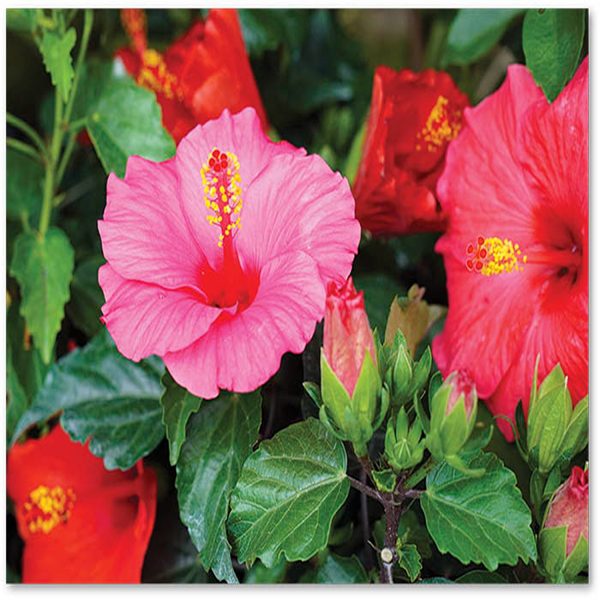 HIBISCUS ROSA-SINENSIS JUNO - Image 3