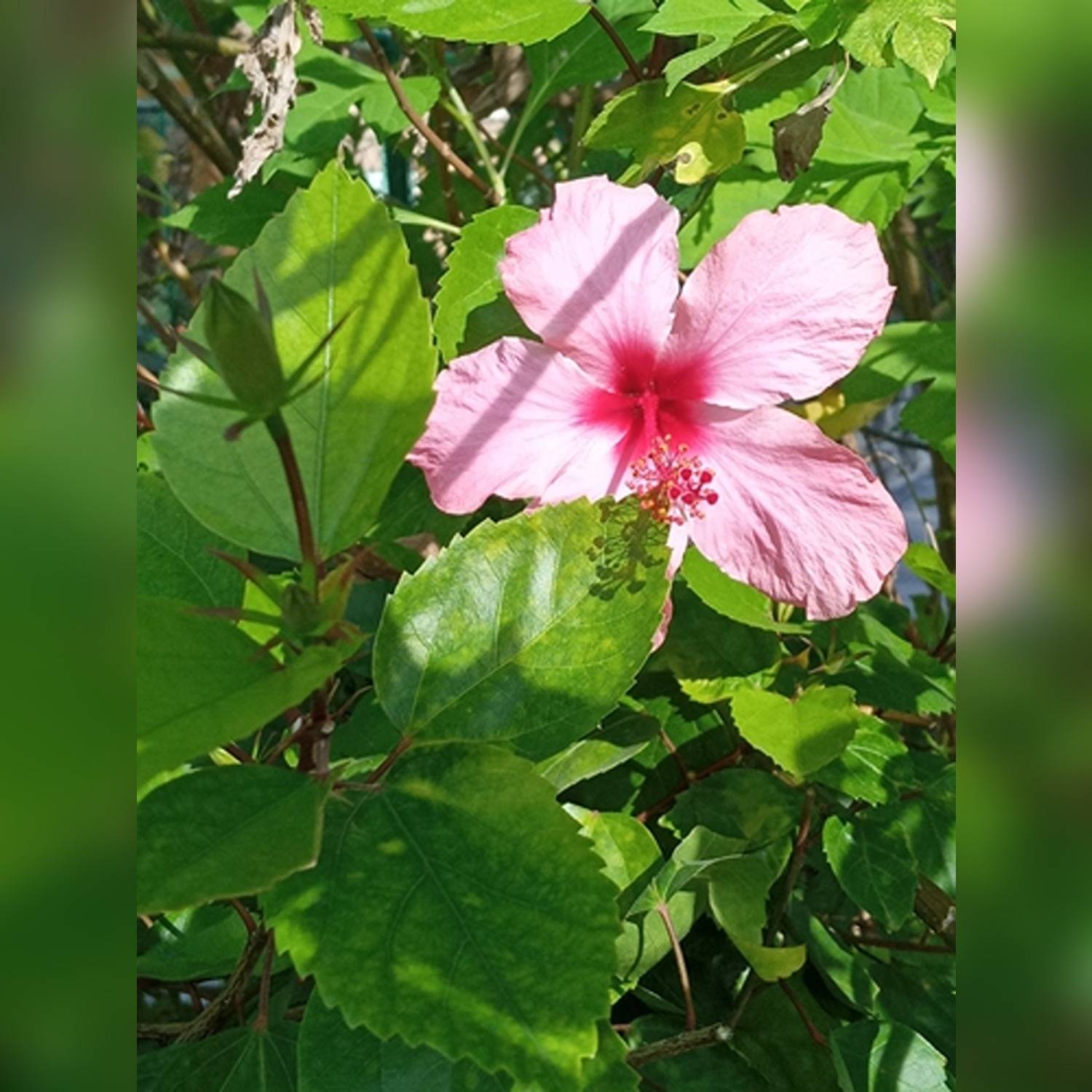 HIBISCUS ROSA-SINENSIS KALI JABA - Image 6
