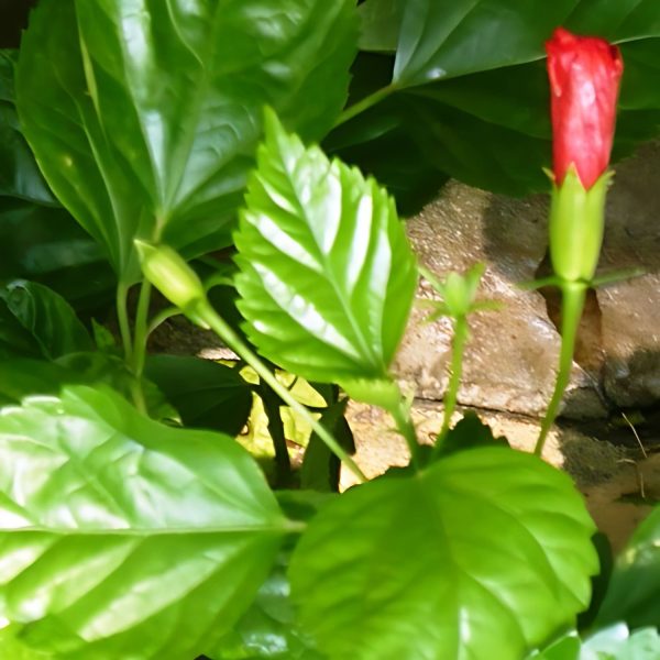 HIBISCUS ROSA-SINENSIS KALI JABA - Image 3