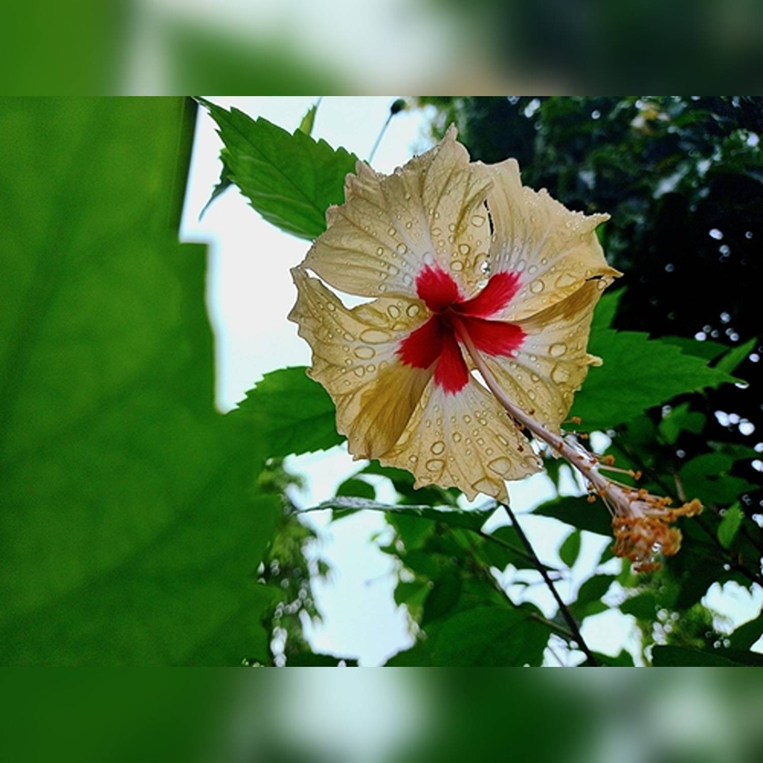 HIBISCUS ROSA-SINENSIS KALI JABA - Image 5