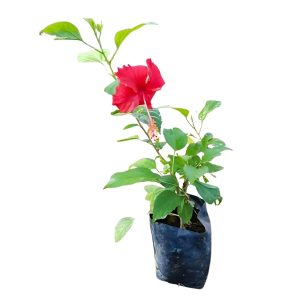 HIBISCUS ROSA-SINENSIS KALI JABA