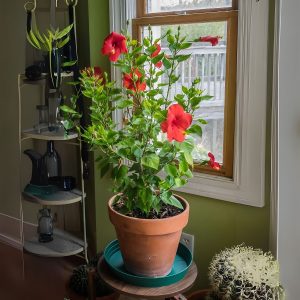 HIBISCUS ROSA-SINENSIS KALI JABA