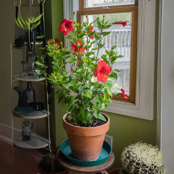 HIBISCUS ROSA-SINENSIS KALI JABA