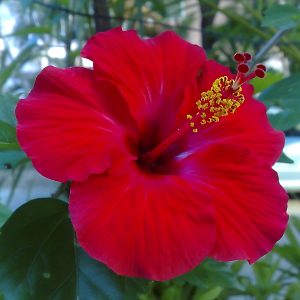 HIBISCUS ROSA-SINENSIS KALYANI