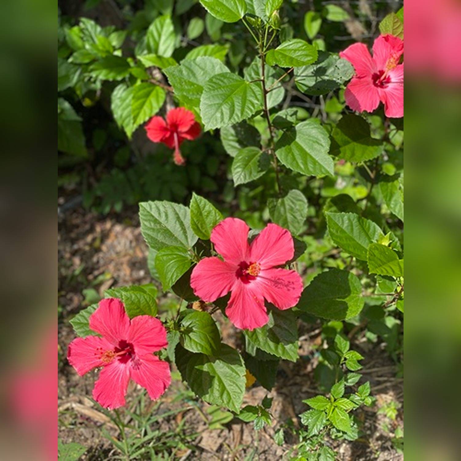 HIBISCUS ROSA-SINENSIS KALYANI - Image 8