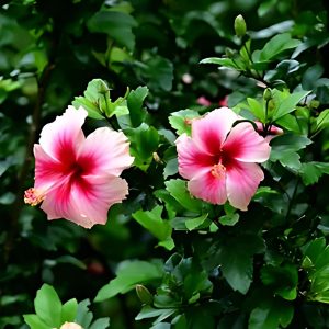 HIBISCUS ROSA-SINENSIS KALYANI