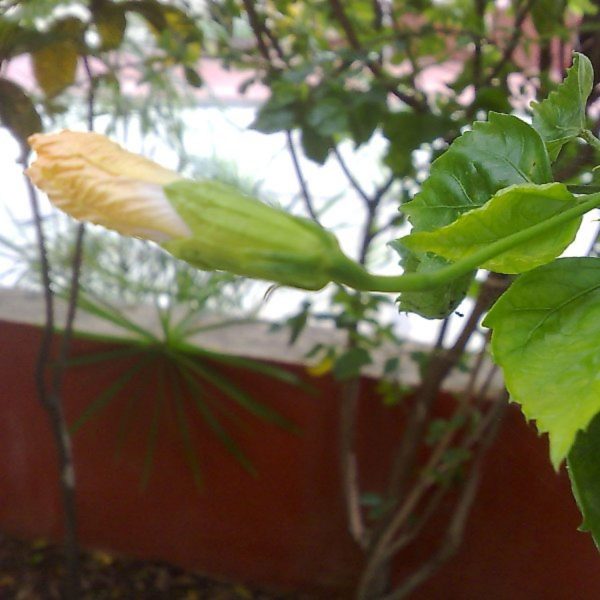 HIBISCUS ROSA-SINENSIS KALYANI - Image 4