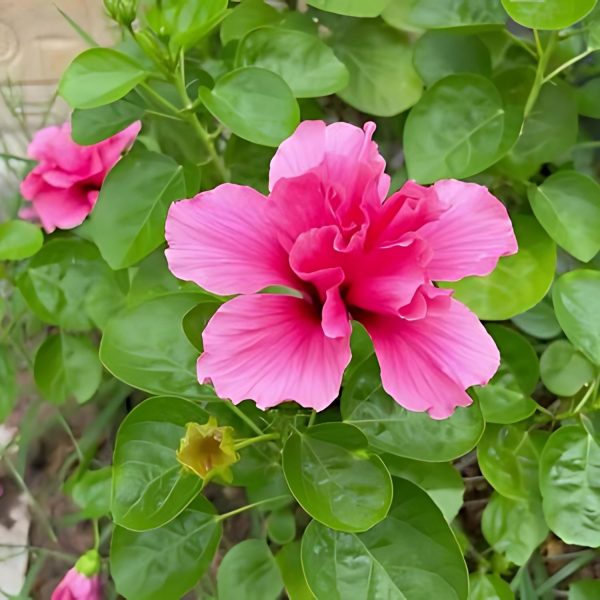 HIBISCUS ROSA-SINENSIS KALYANI - Image 3