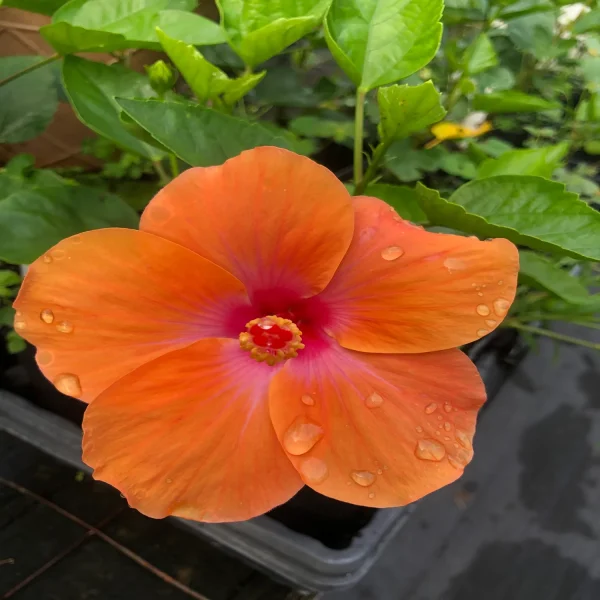 HIBISCUS ROSA-SINENSIS ORANGE GLORY - Image 2