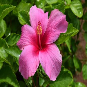 HIBISCUS ROSA-SINENSIS PERCY