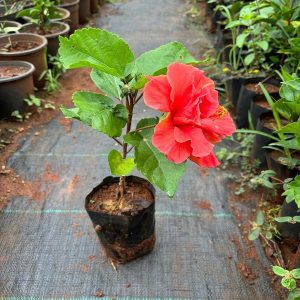 HIBISCUS ROSA-SINENSIS PERCY