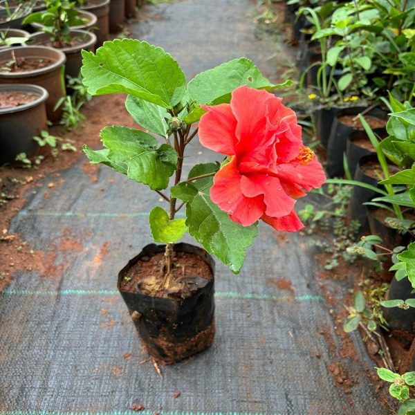 HIBISCUS ROSA-SINENSIS PERCY