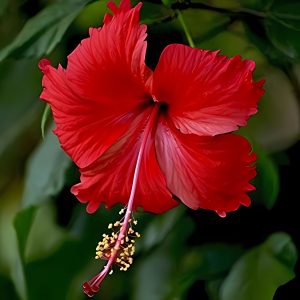 HIBISCUS ROSA-SINENSIS PROLIFIC