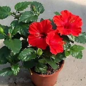 HIBISCUS ROSA-SINENSIS PROLIFIC