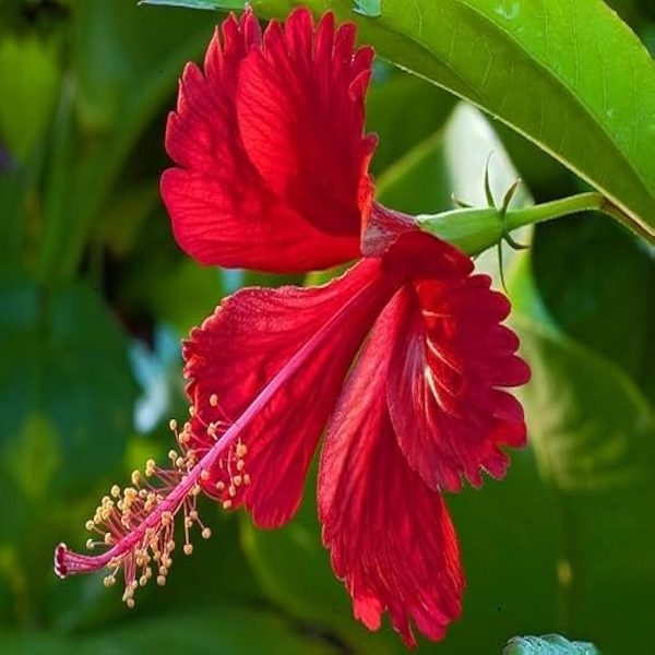 HIBISCUS ROSA-SINENSIS RED SATIN - Image 3