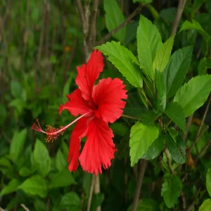 HIBISCUS ROSA-SINENSIS RED SATIN
