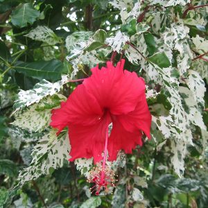 HIBISCUS ROSA-SINENSIS SNOW FLAKE