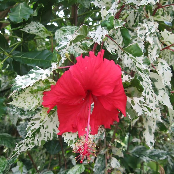 HIBISCUS ROSA-SINENSIS SNOW FLAKE - Image 2