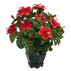 HIBISCUS ROSA-SINENSIS SNOW FLAKE
