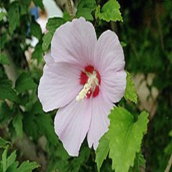 HIBISCUS SYRIACUS - Image 3