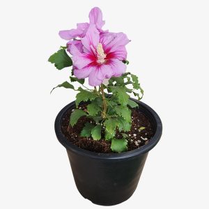HIBISCUS SYRIACUS