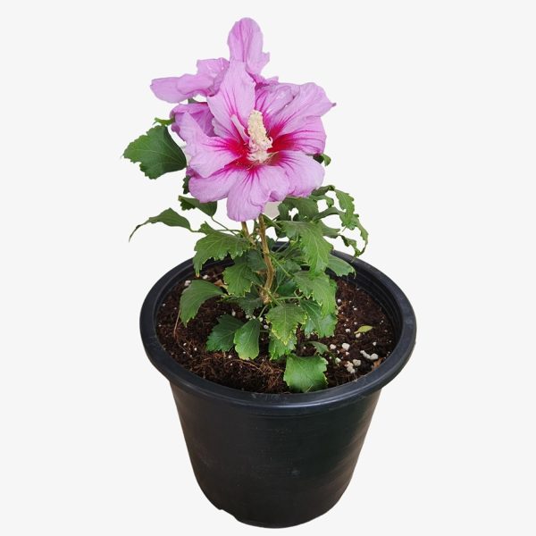 HIBISCUS SYRIACUS