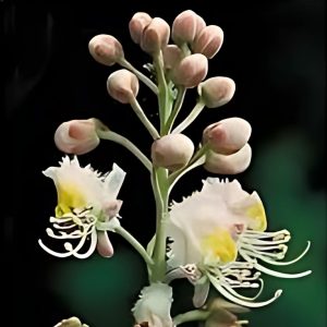 HIPTAGE MADABLOTA