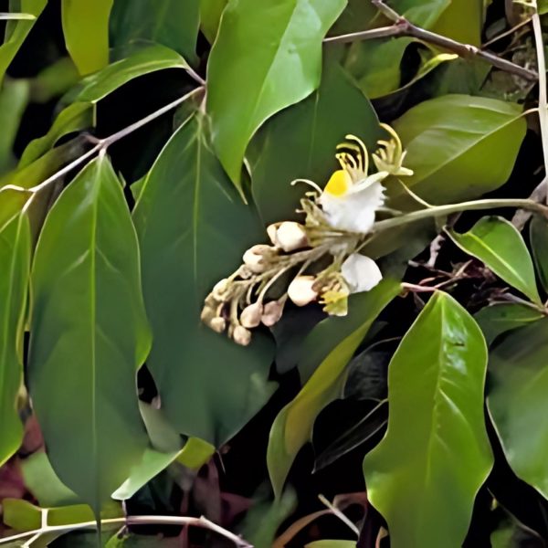HIPTAGE MADABLOTA - Image 2
