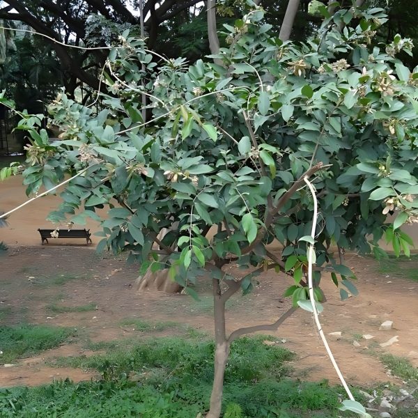 HIPTAGE MADABLOTA - Image 4