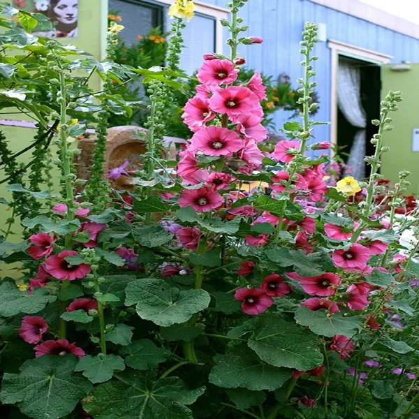 HOLLYHOCK SPP. - Image 3