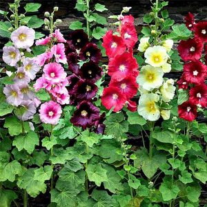 HOLLYHOCK