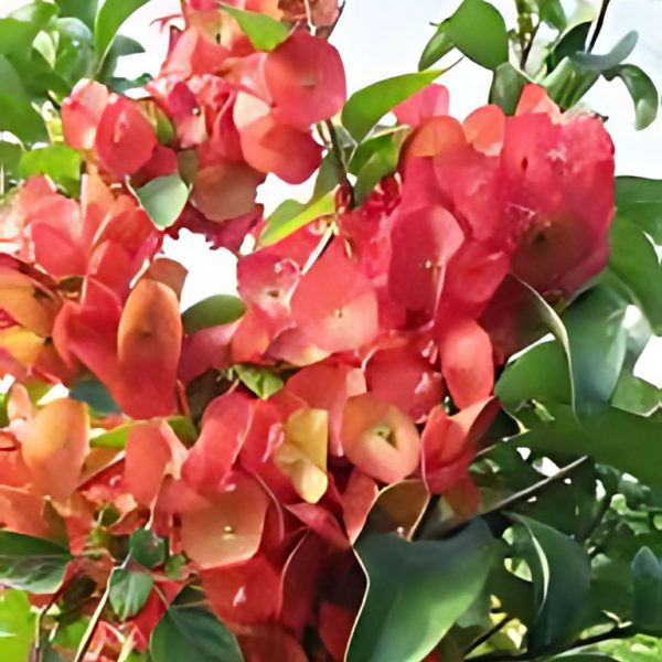 HOLMSKIOLDIA SAN.