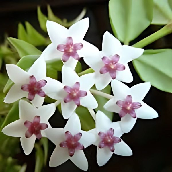 HOYA BELLA - Image 4