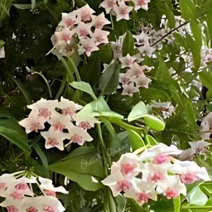 HOYA BELLA