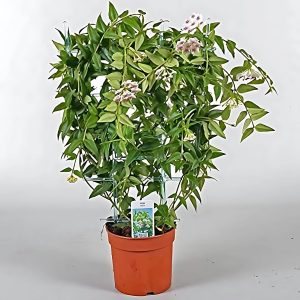 HOYA BELLA