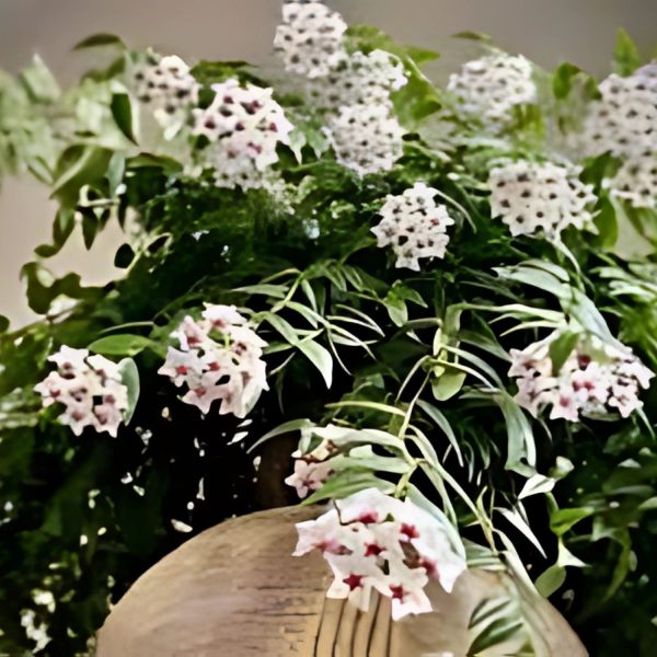 HOYA BELLA - Image 3