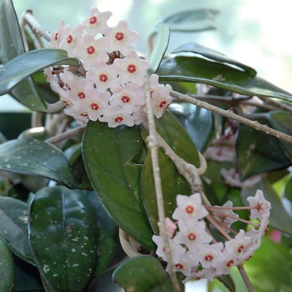 HOYA CARNOSA - Image 5