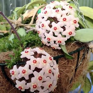 HOYA CARNOSA
