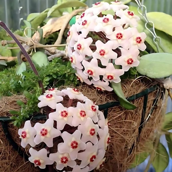 HOYA CARNOSA - Image 2