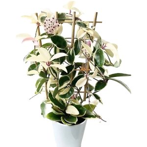 HOYA CARNOSA