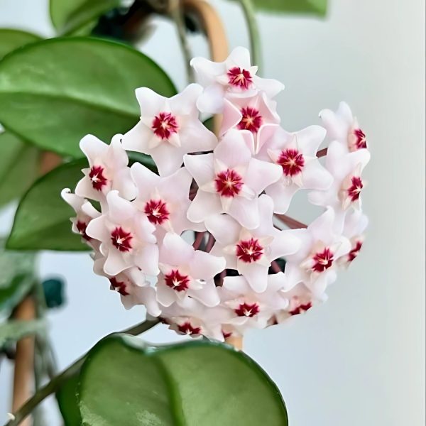 HOYA CARNOSA - Image 4