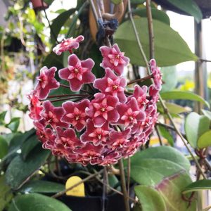 HOYA CARNOSA VAR.