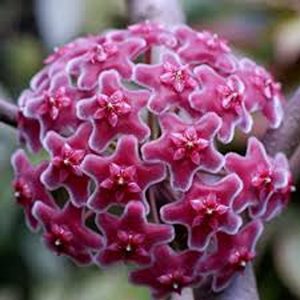 HOYA CARNOSA VAR.