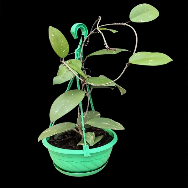 HOYA CARNOSA VAR. - Image 3