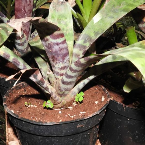 HP-AECHMEA CHANTINII - Image 5