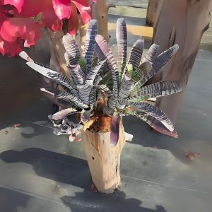 HP-AECHMEA CHANTINII