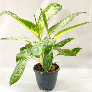 HP-AGLAONEMA COM MACULATUM