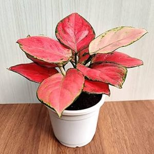 HP-AGLAONEMA CR. KATYAL